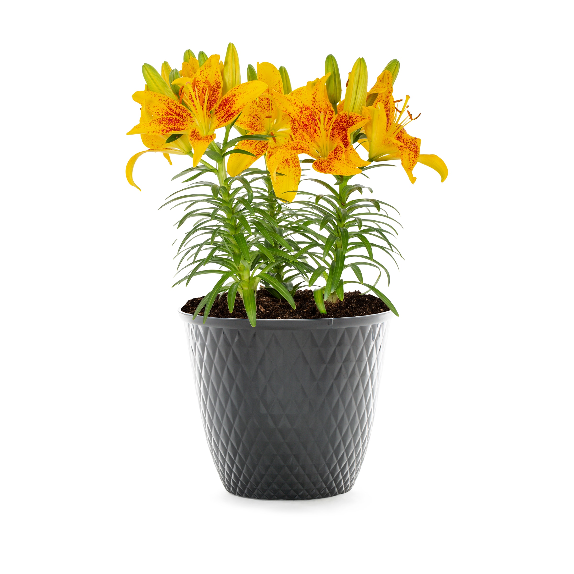 Lowe's NURSERY Asiatic Lily Plant in 1-Gallon Planter