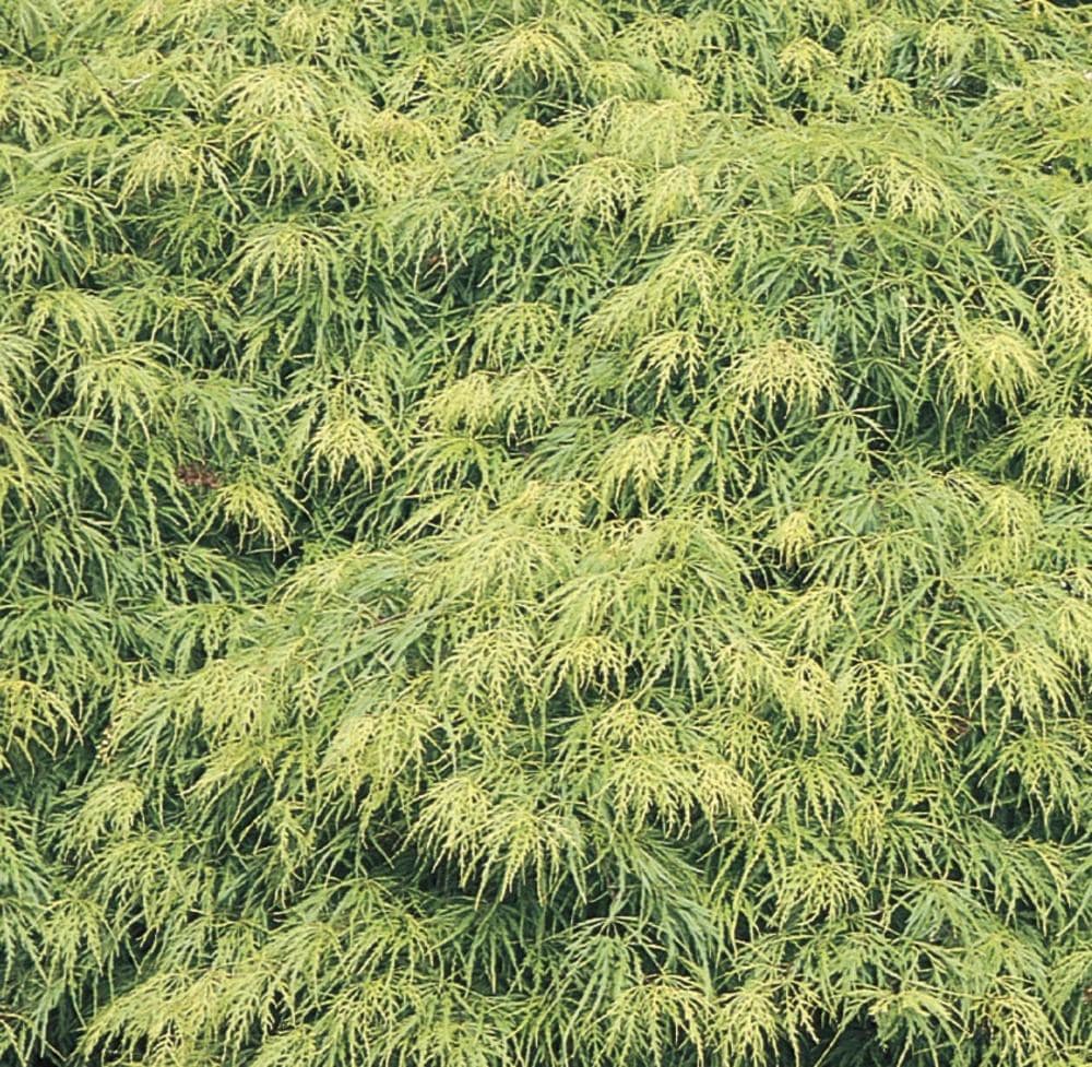  NURSERY 7.15-Gallon Red Feature Tree Laceleaf Japanese Maple In Pot (With Soil)