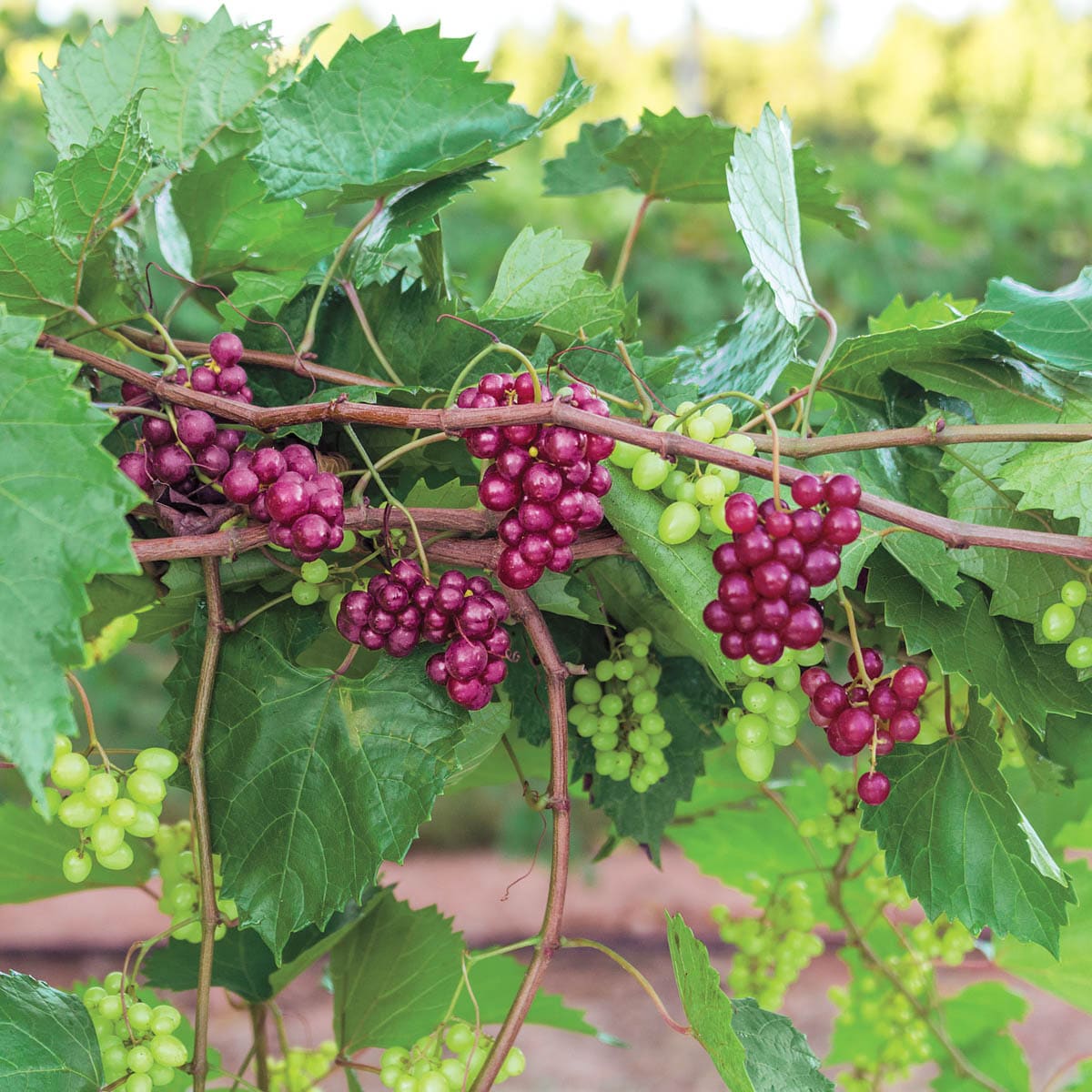 Gurney's Seed and Nursery 92652 Fruit-Plants - View #2