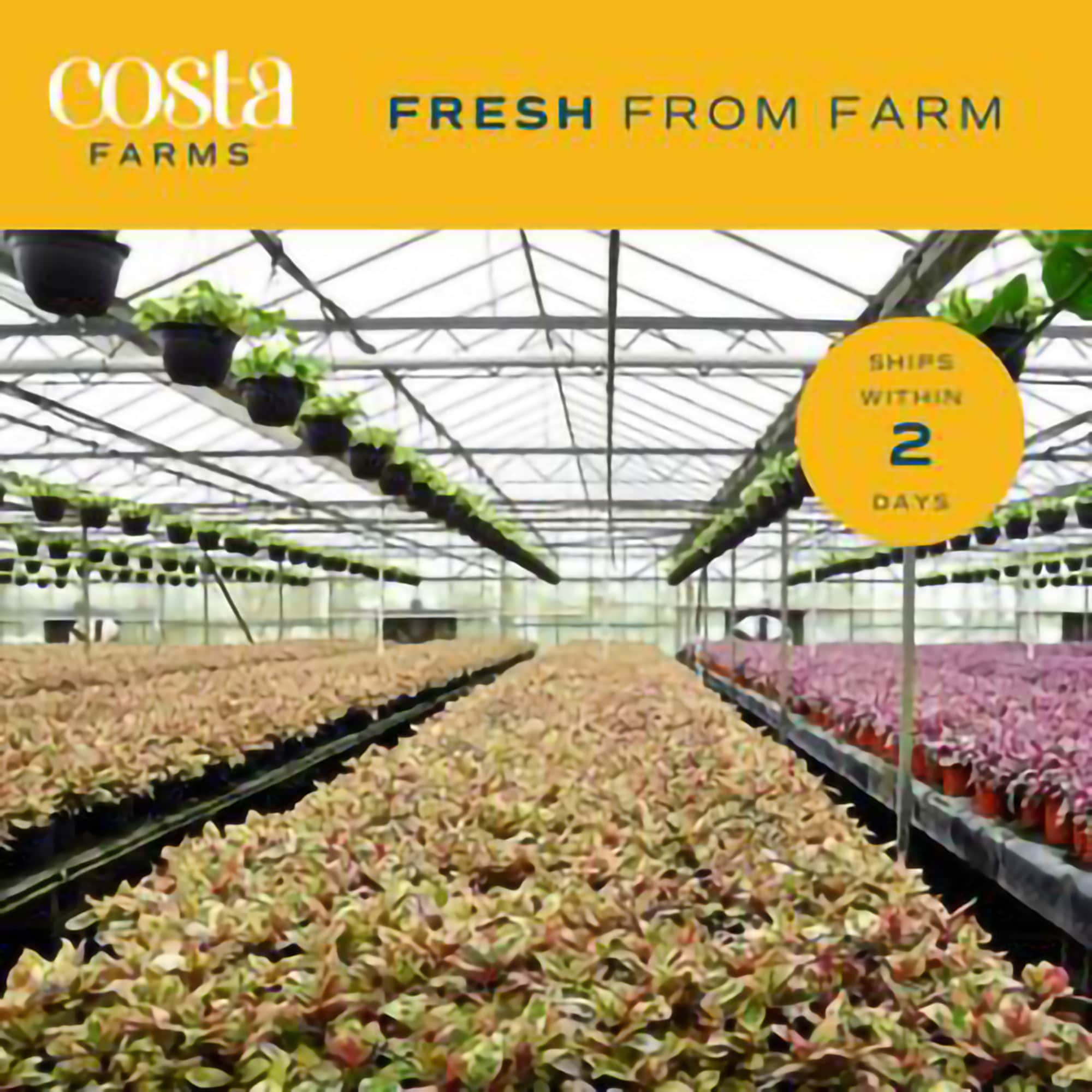 Costa Farms L-HBG-G-POT-01-LW shrubs - View #7