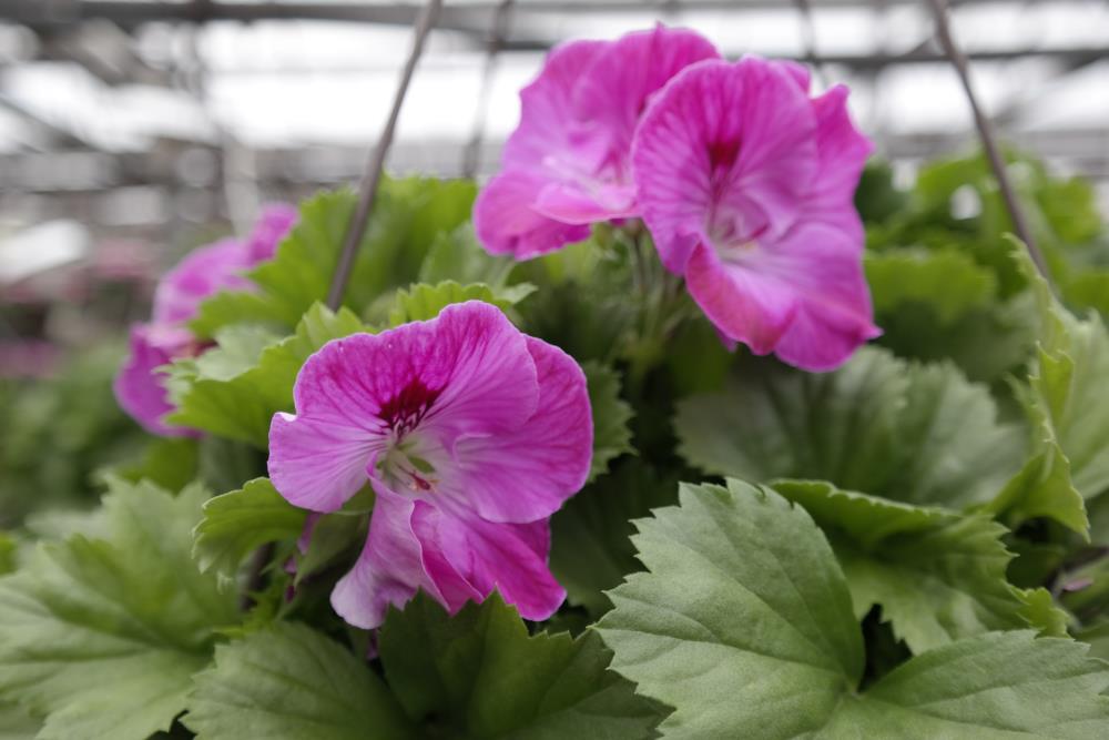 Lowe's NURSERY Multicolor Martha Washington Geranium in 2.5 Quart(s) Pot