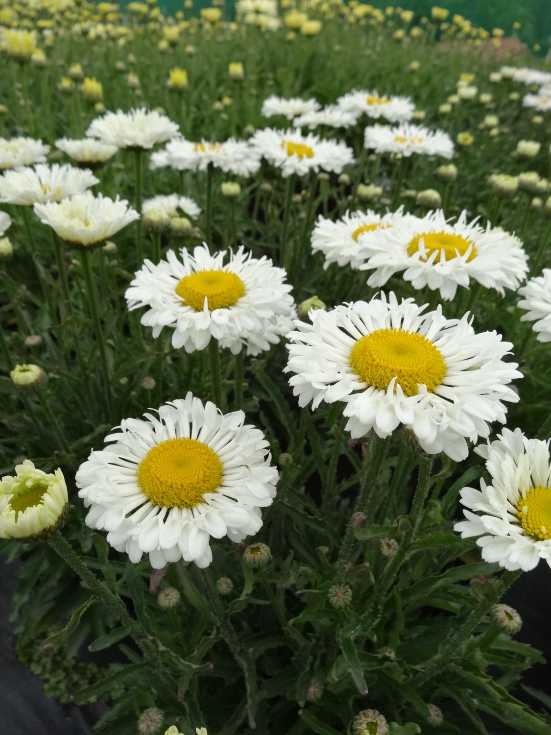 Direct Gardening 96985 White Flowering Sophie Sweet Daisy Perennial Plant Plant in 1 -Pack Bareroot 1 -Pack