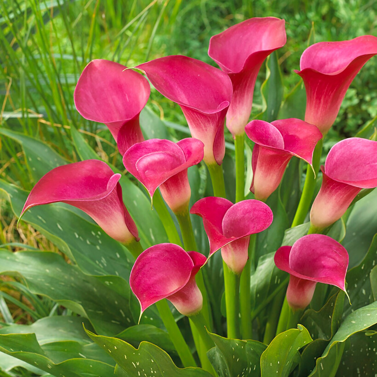 Van Zyverden 84498 Pink Calla Bulbs 3 Count
