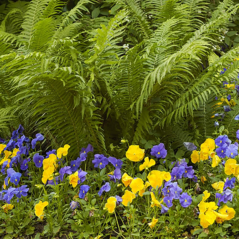 Van Zyverden 83713 Plant-Bulbs - View #2
