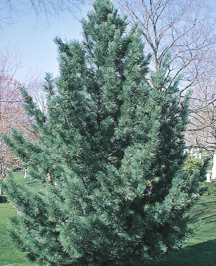  NURSERY 6-Gallon Insignificant Feature Tree Vanderwulf's Pyramid Limber Pine