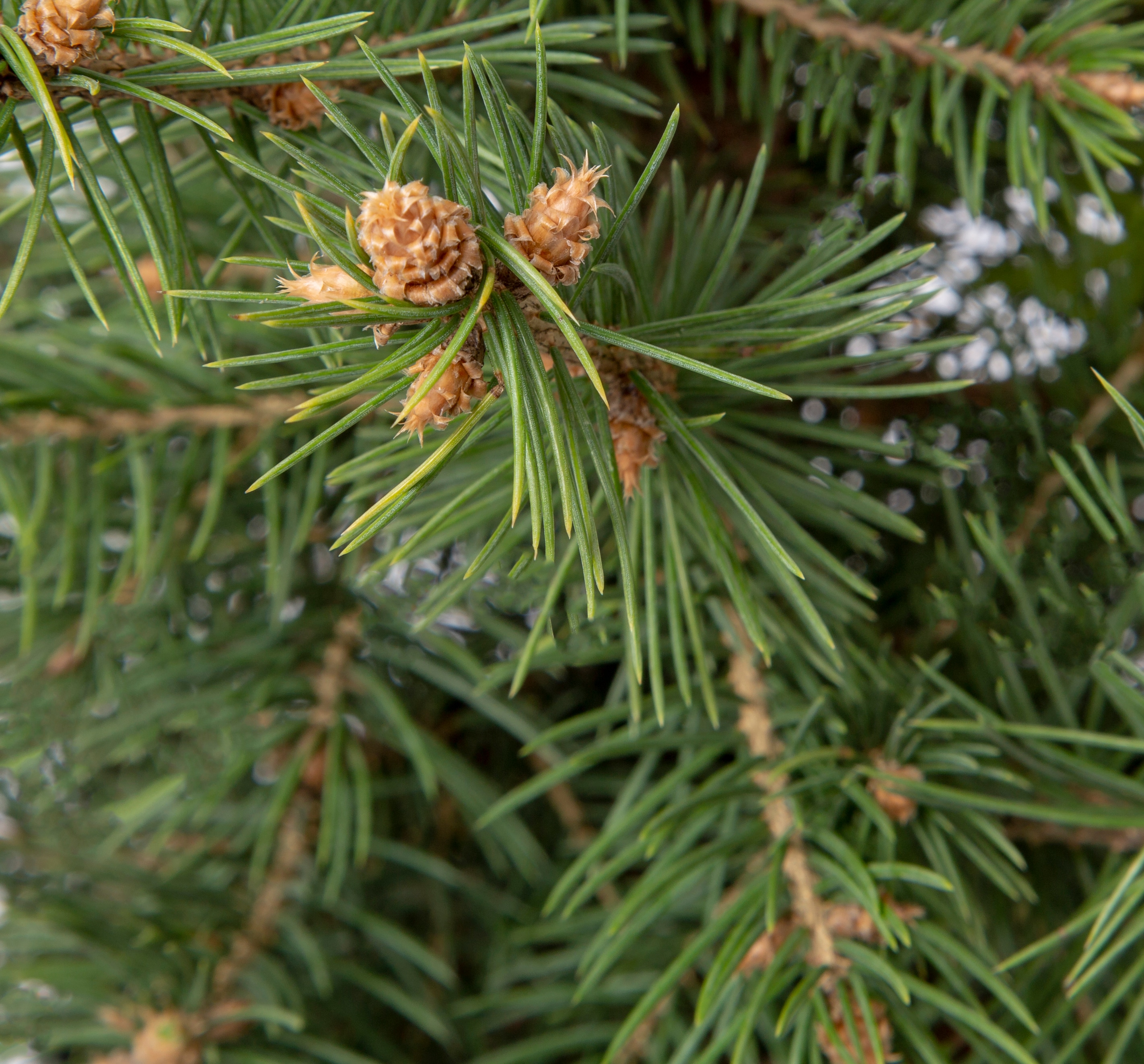 Lowe's Colorado Blue Spruce Feature Shrub in 2.5-Quart In Pot (With ...