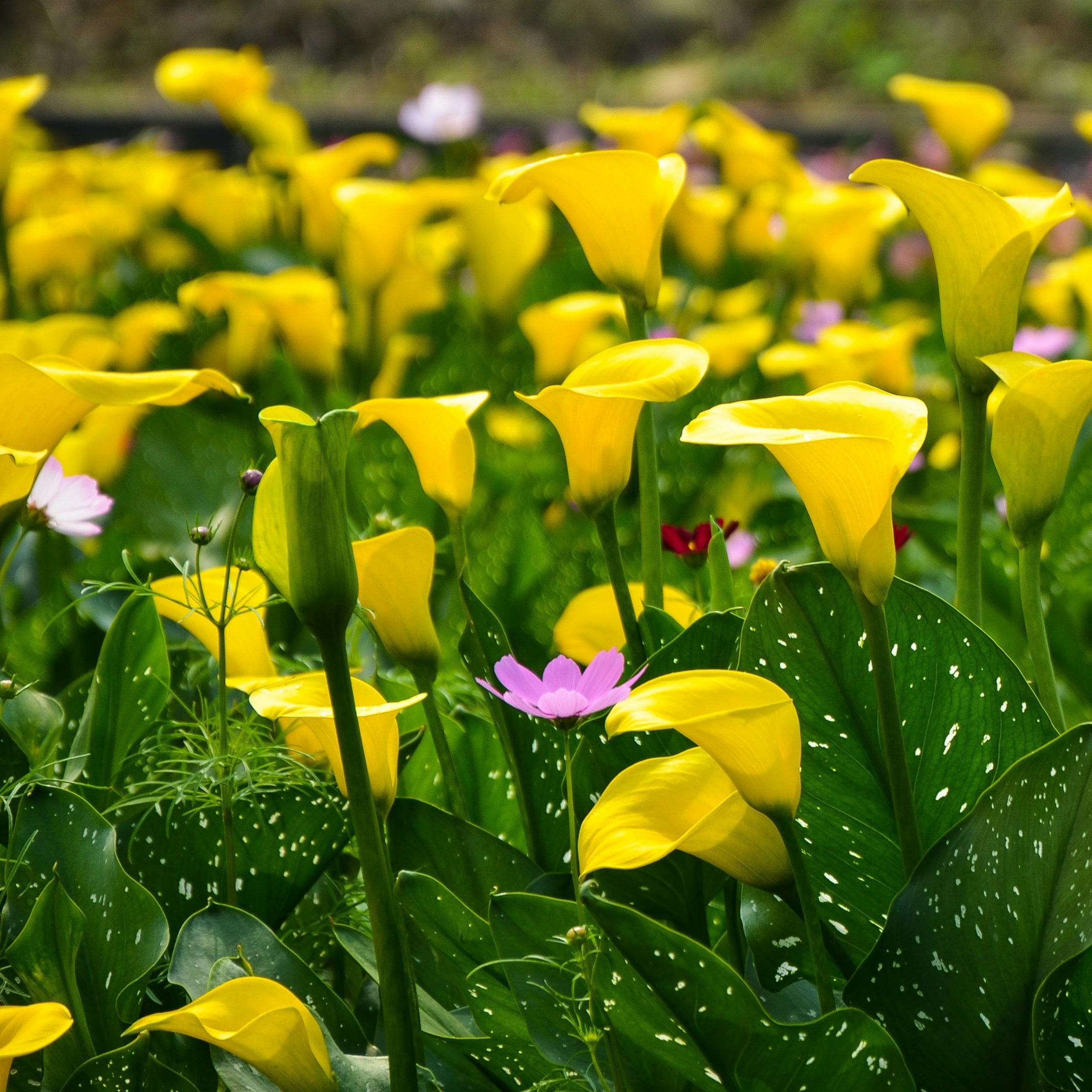 National Plant Network LW3410 Plant-Bulbs - View #3