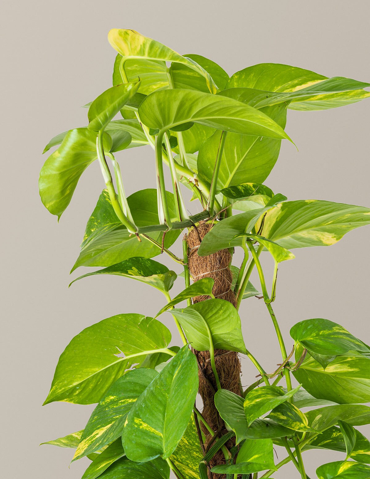 The Sill Golden Pothos Totem (Devils Ivy) - Black Agnes Resin House ...