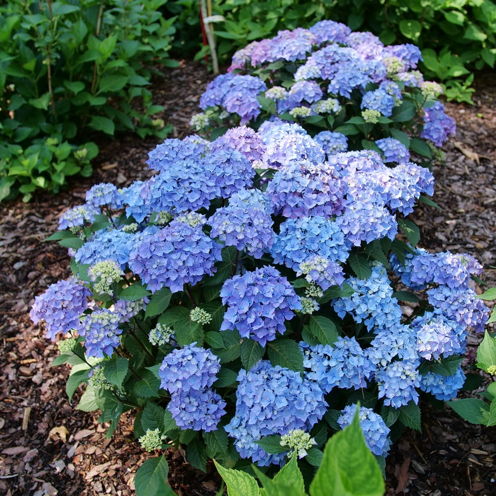 Proven Winners HYDPRC2576101 shrubs - View #3