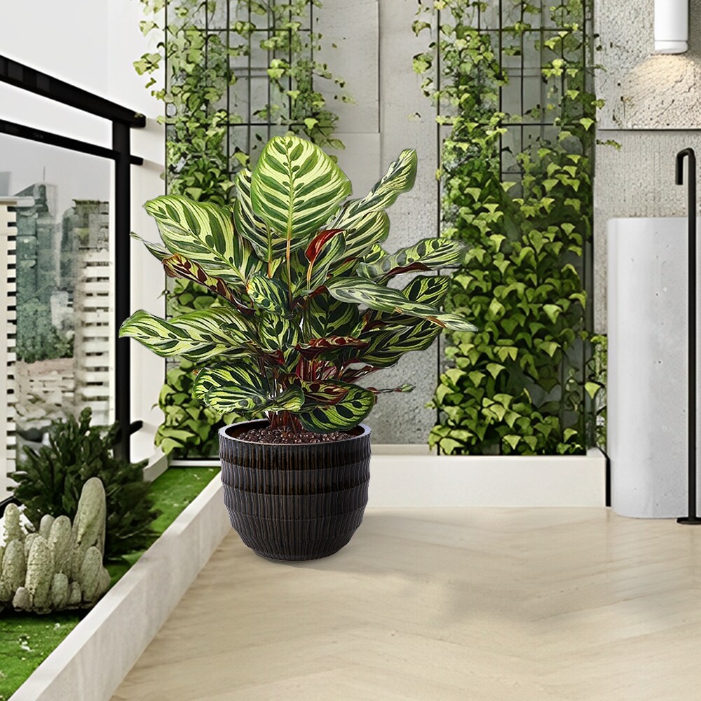 LUXEYARD DS-R-321575 Planter-Window-Box - View #3