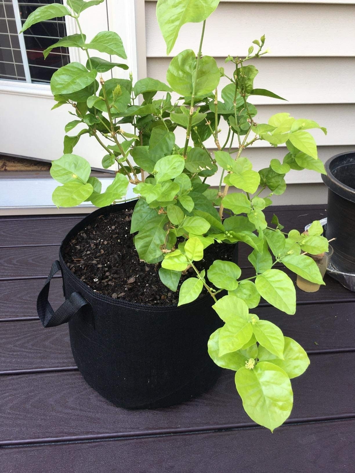 Justincity LJT0427N18 Planter-Window-Box - View #6