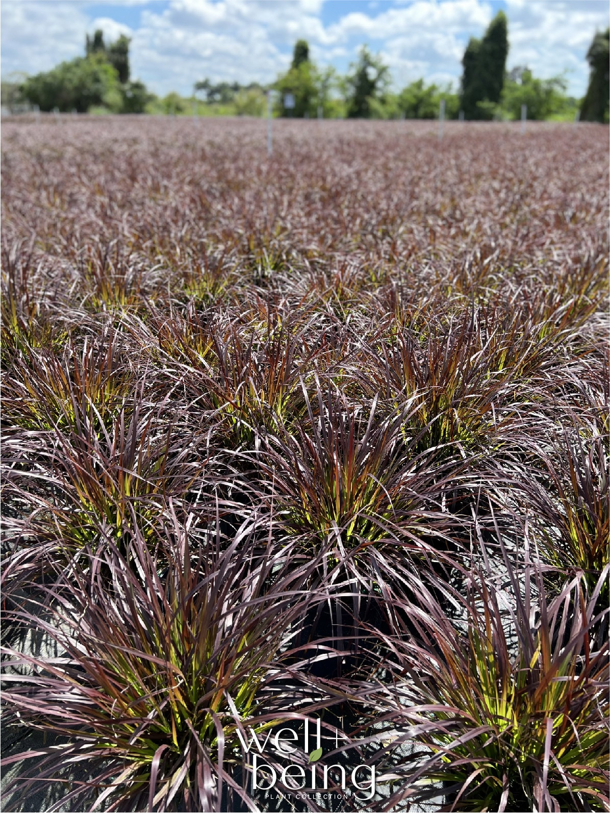  3925 perennials - View #3