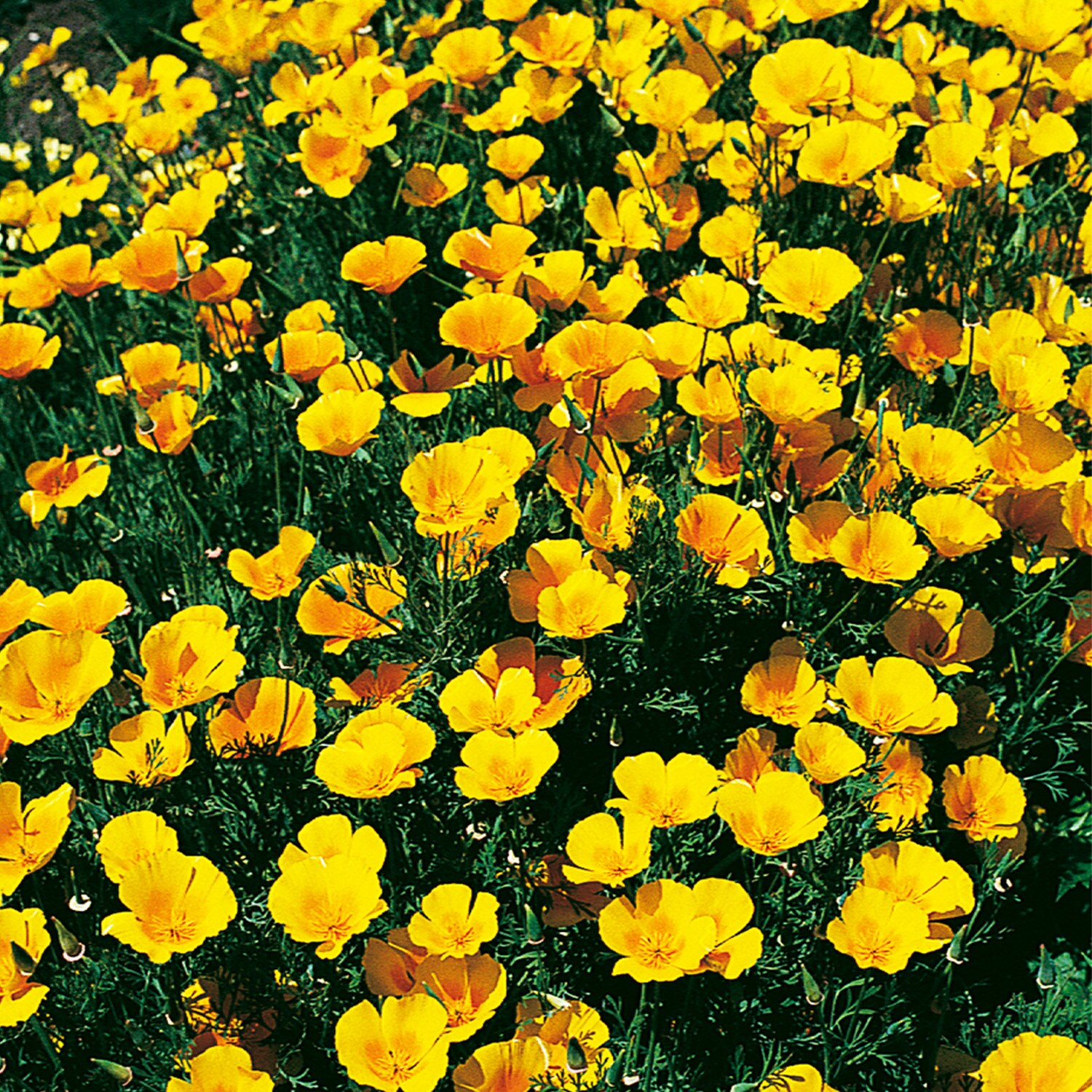 Ferry-Morse LC25.4005 seeds - View #3