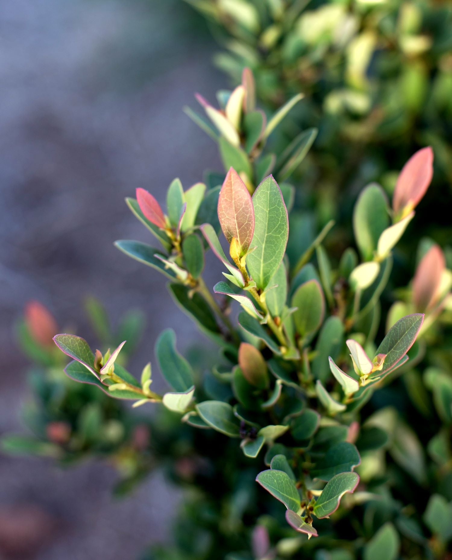 First Editions Red Coppertone Distylium Foundation/Hedge Shrub in 2 ...