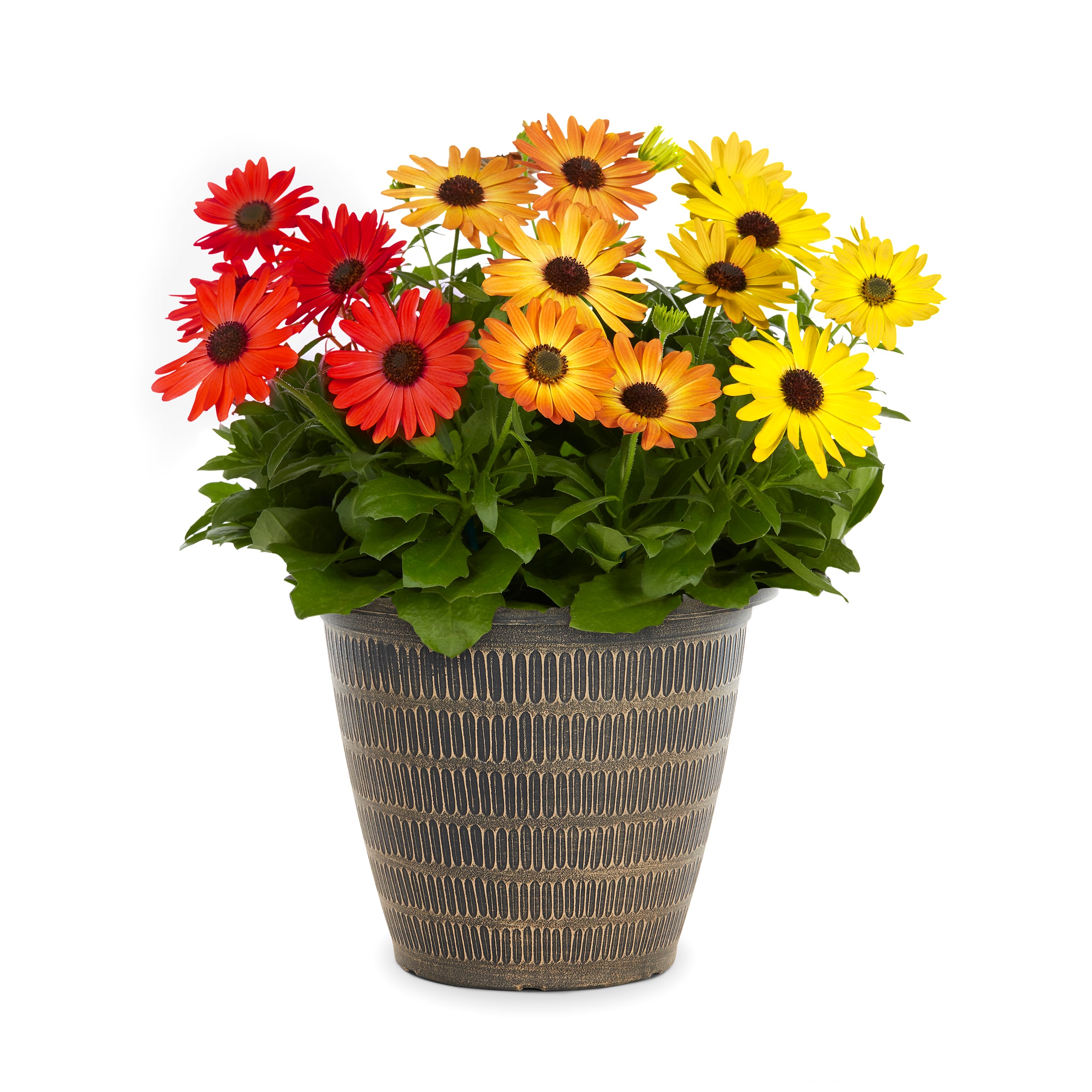 Lowe's NURSERY Multicolor Plug and Play Ink'd in 2.50 Gallon(s) Planter
