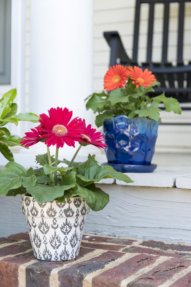 Monrovia NURSERY annuals - View #4
