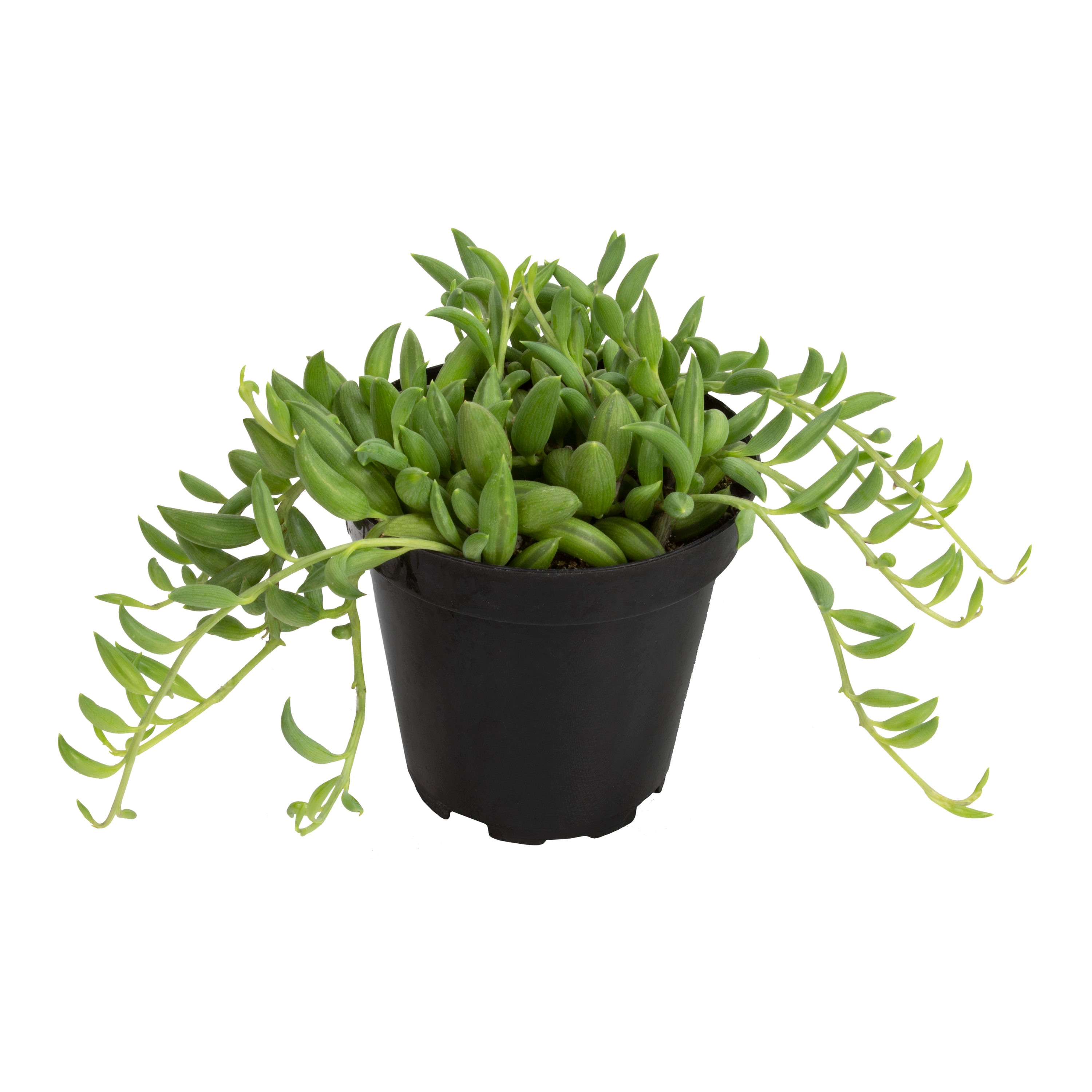 Lowe's 353852 shrubs - View #3