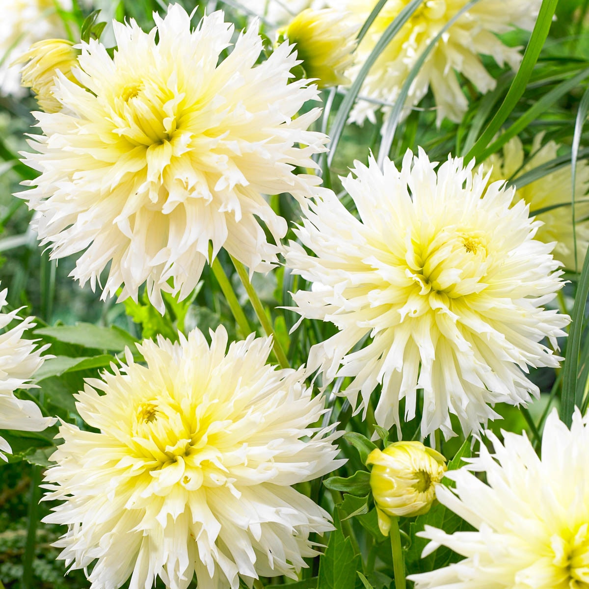 Breck's 90307 Plant-Bulbs - View #3