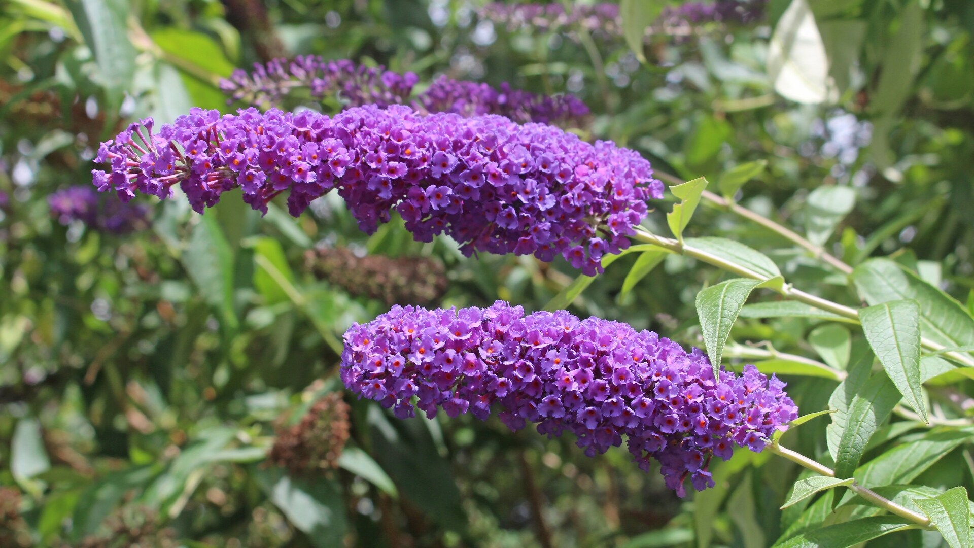 National Plant Network LW1526 shrubs - View #4