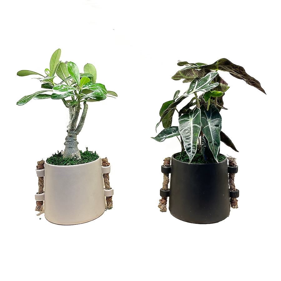 LiveTrends Uketamo House Plant in 12-oz Pot ASB06622 at LiveTrends Uketamo House Plant in 12-oz Pot ASB06622 at