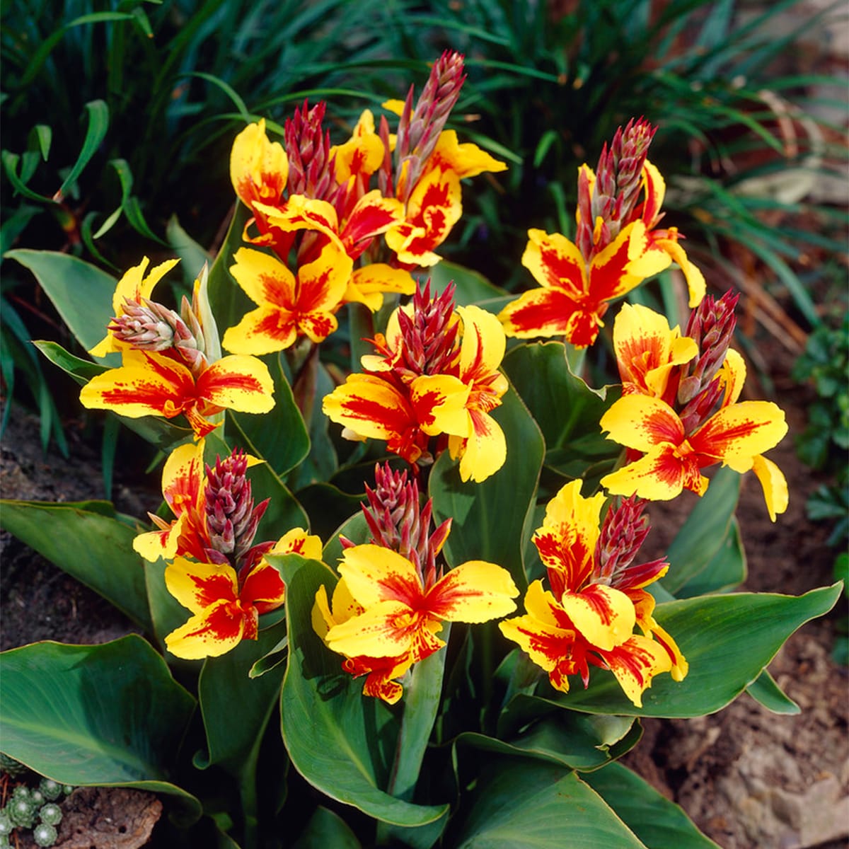 Van Zyverden 83459 Multicolor Cannas Reine Charlotte Bulbs 5 Count