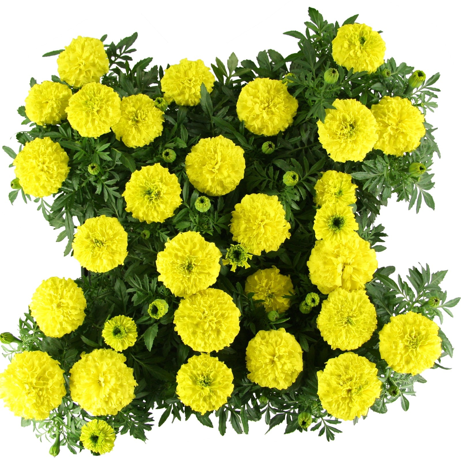 Altman Plants 0881272 Yellow Marigold in 2.5-Quart Pot