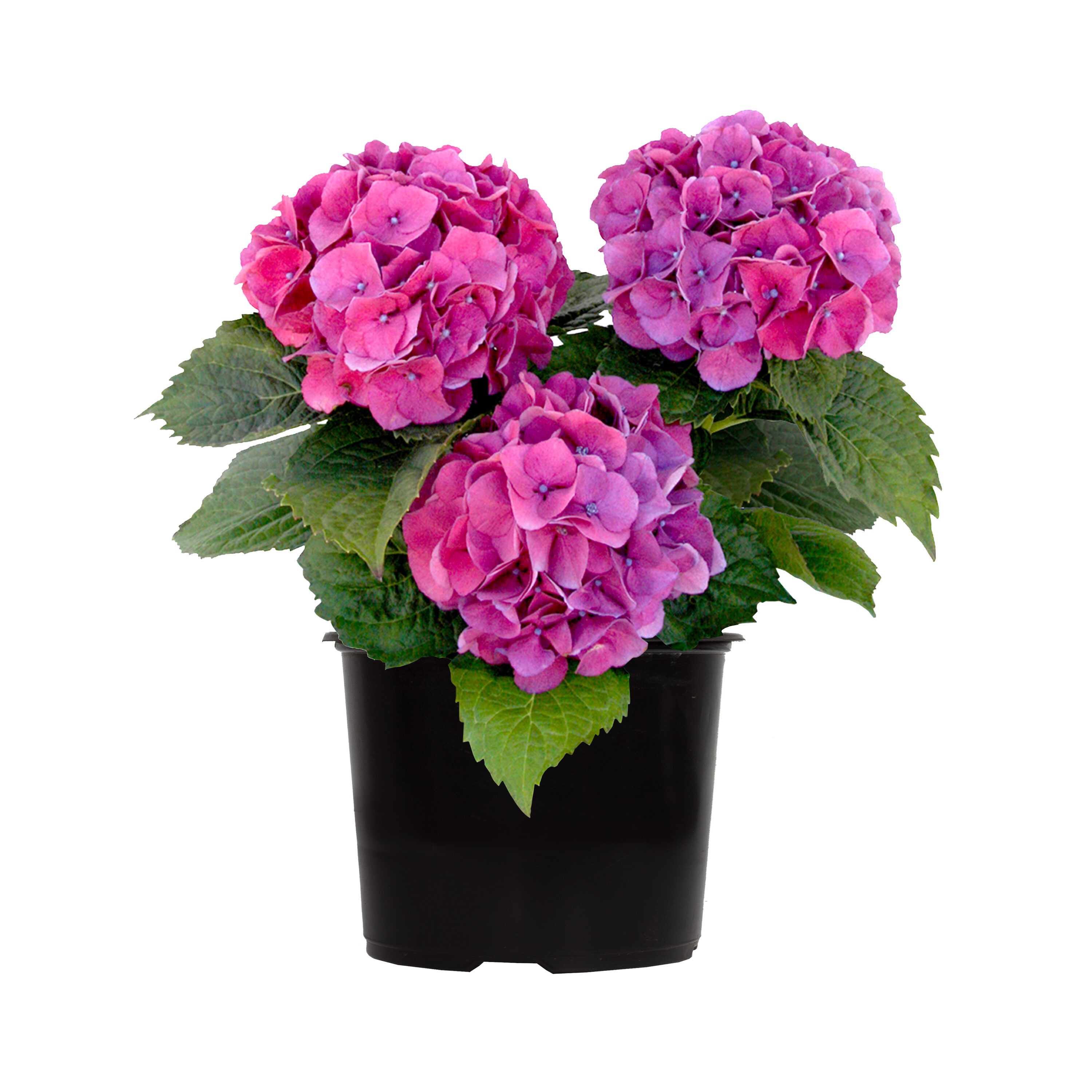 Hydrangea Pink Plants, Bulbs & Seeds at Lowes.com