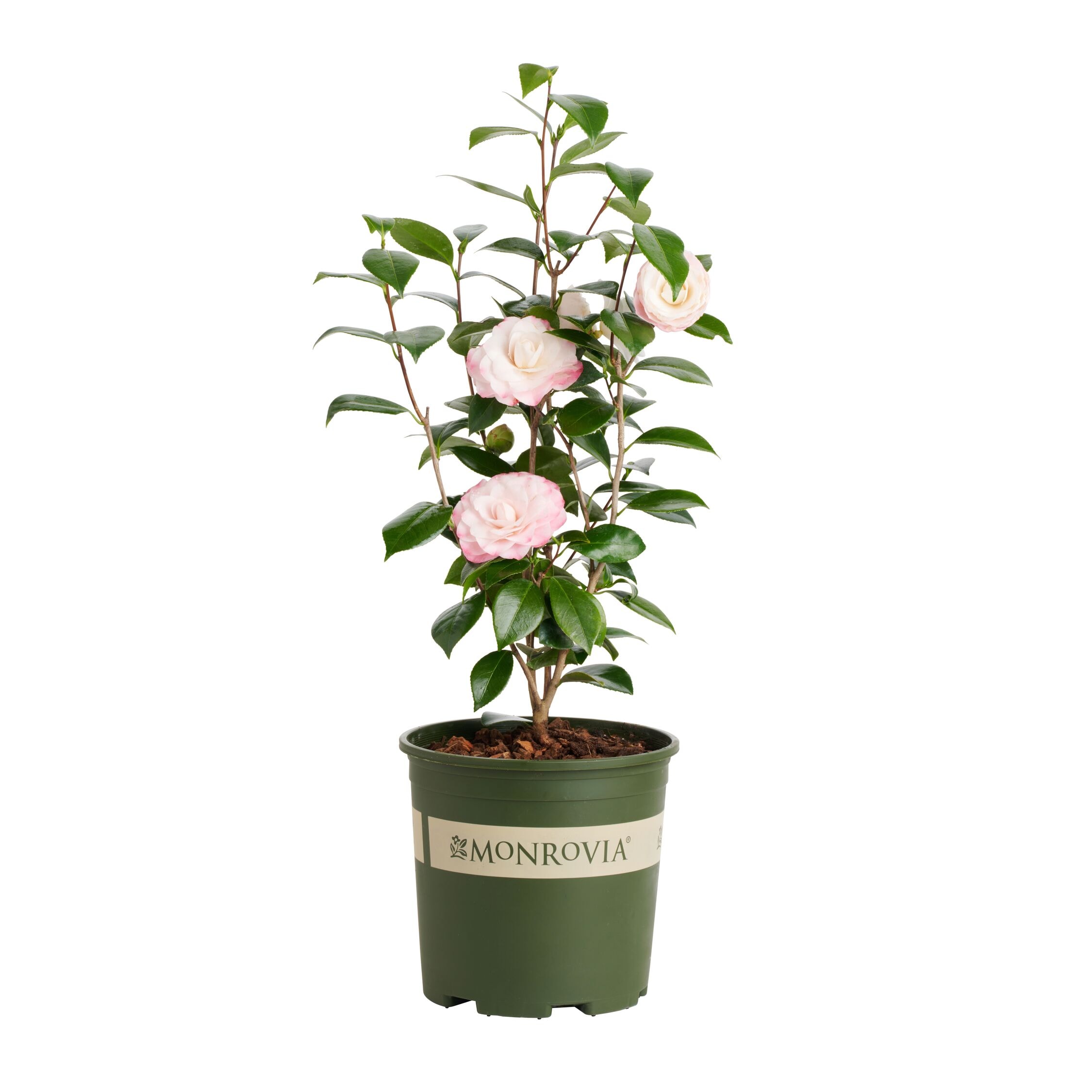 Monrovia 018842 Nuccio's Pearl Camellia Flowering Shrub in 1.73 -Gallon Pot 1 -Pack with Pink Blooms