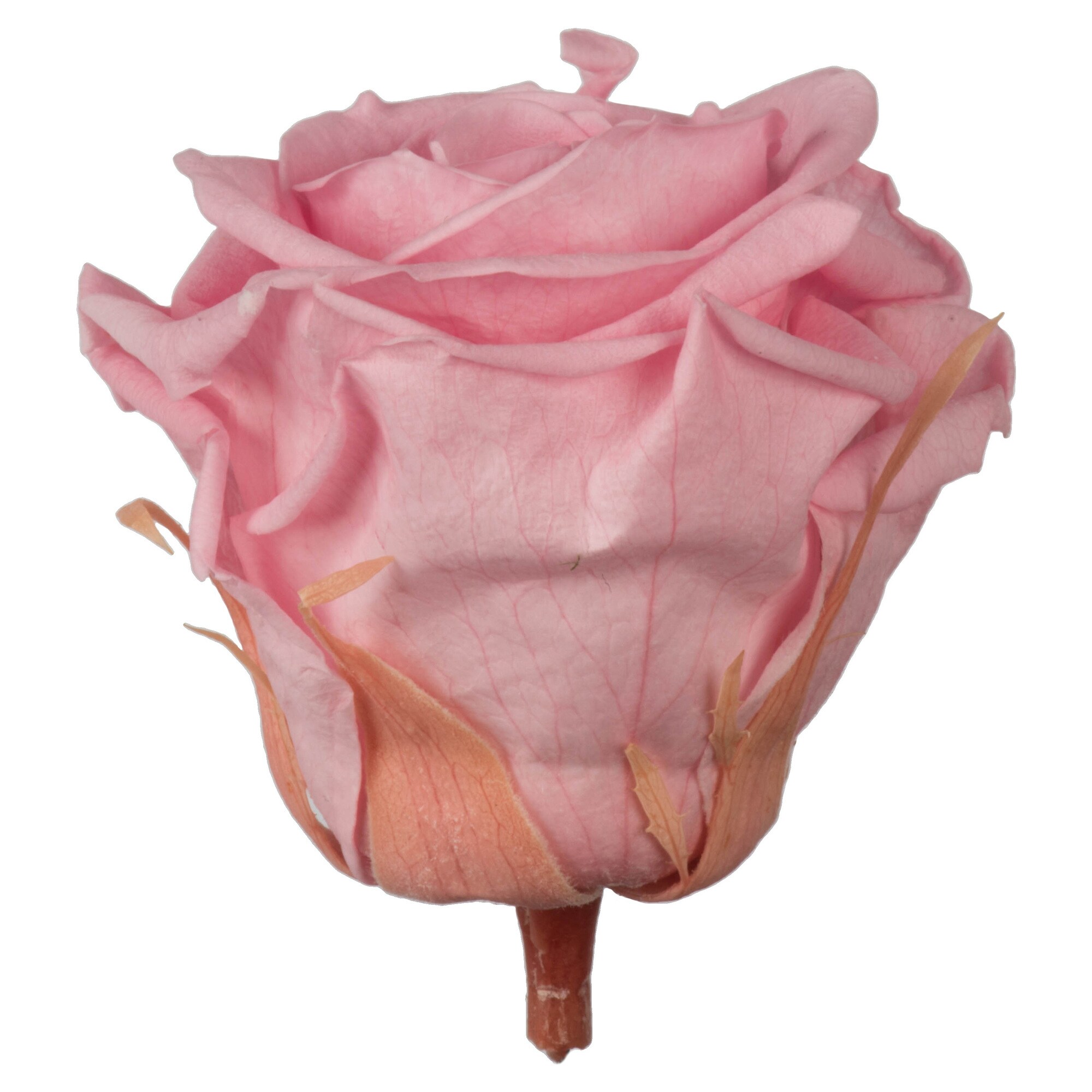 Vickerman H4ROS407 2.5-in Light Pink Indoor Rose Artificial Plant