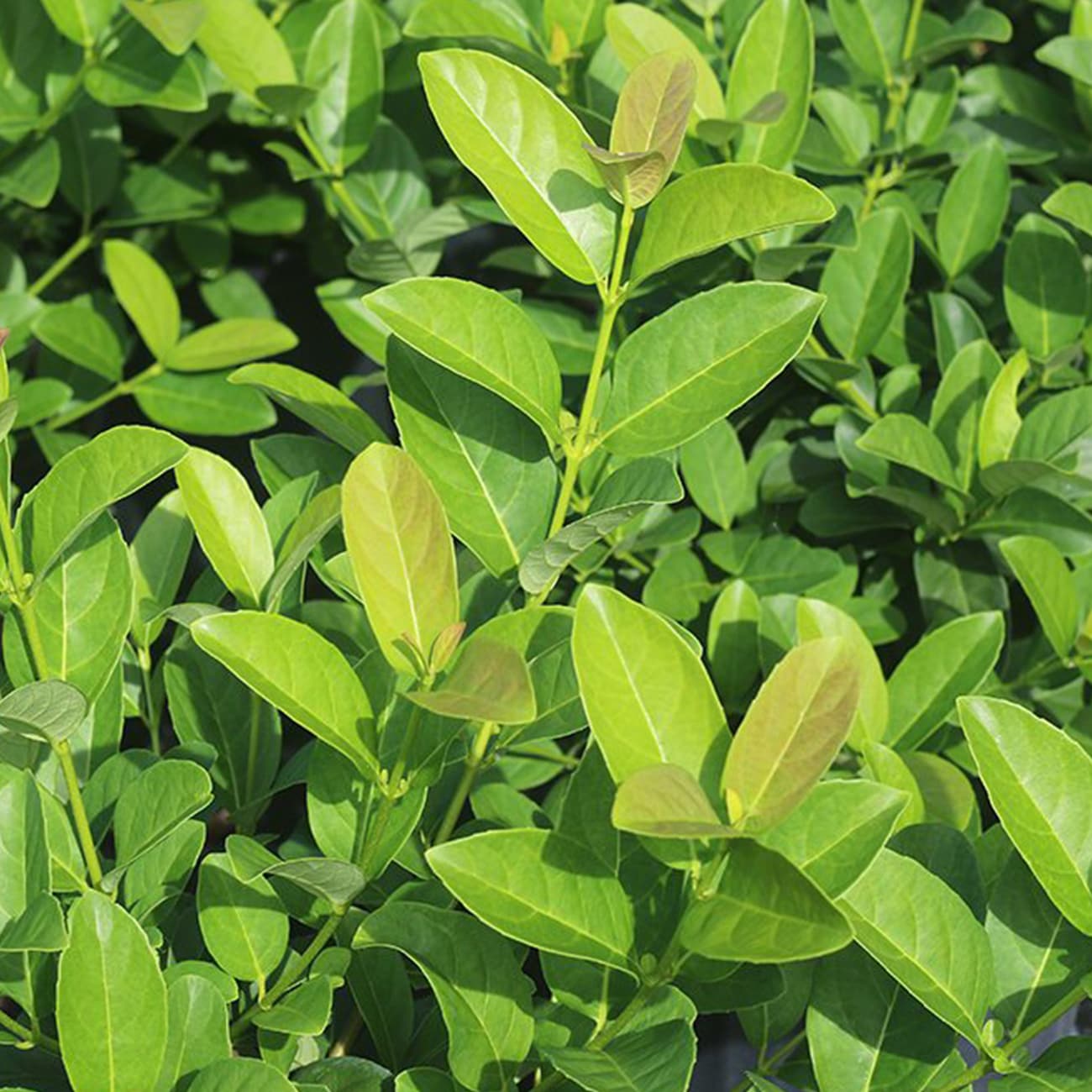 Perfect Plants LOSWEETVIBURNUM3G shrubs - View #6