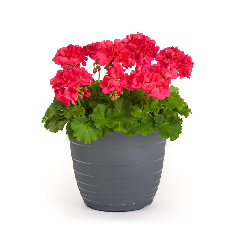 Lowe's Multicolor Geranium in 1.75-Gallon (s) Planter at Lowes.com