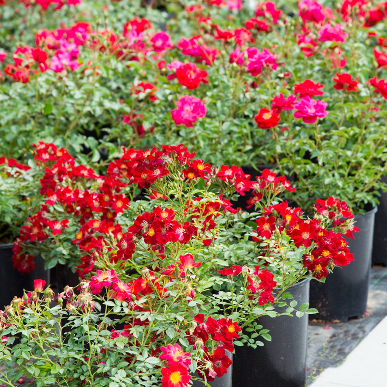 Perfect Plants LOREDDRIFTROSE1G roses - View #5