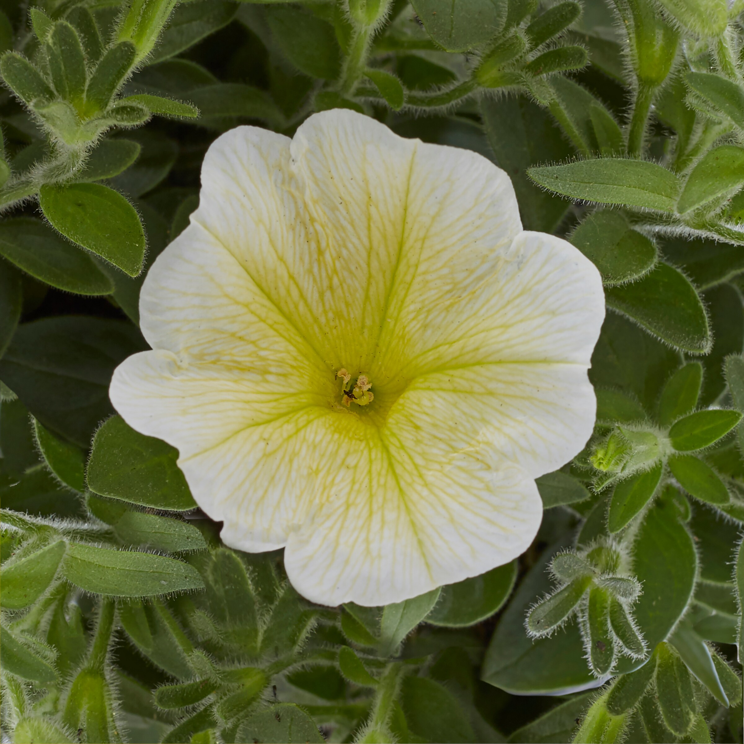 Lowe's NURSERY annuals - View #3