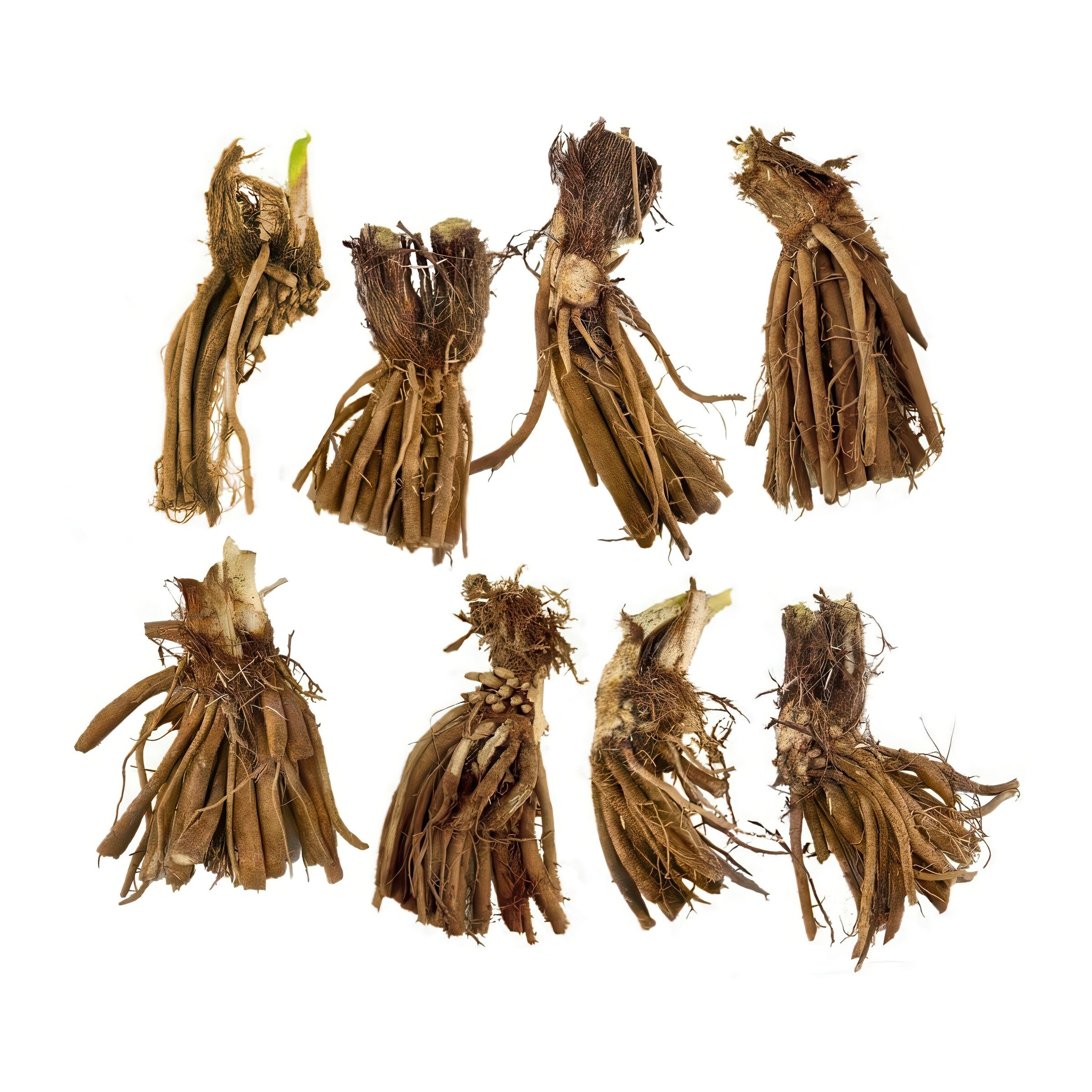 National Plant Network LW2616 perennials - View #10