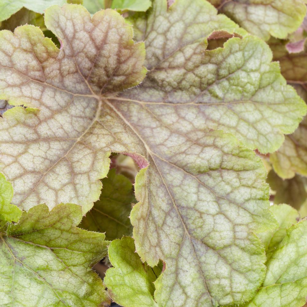 Lowe's NURSERY perennials - View #4
