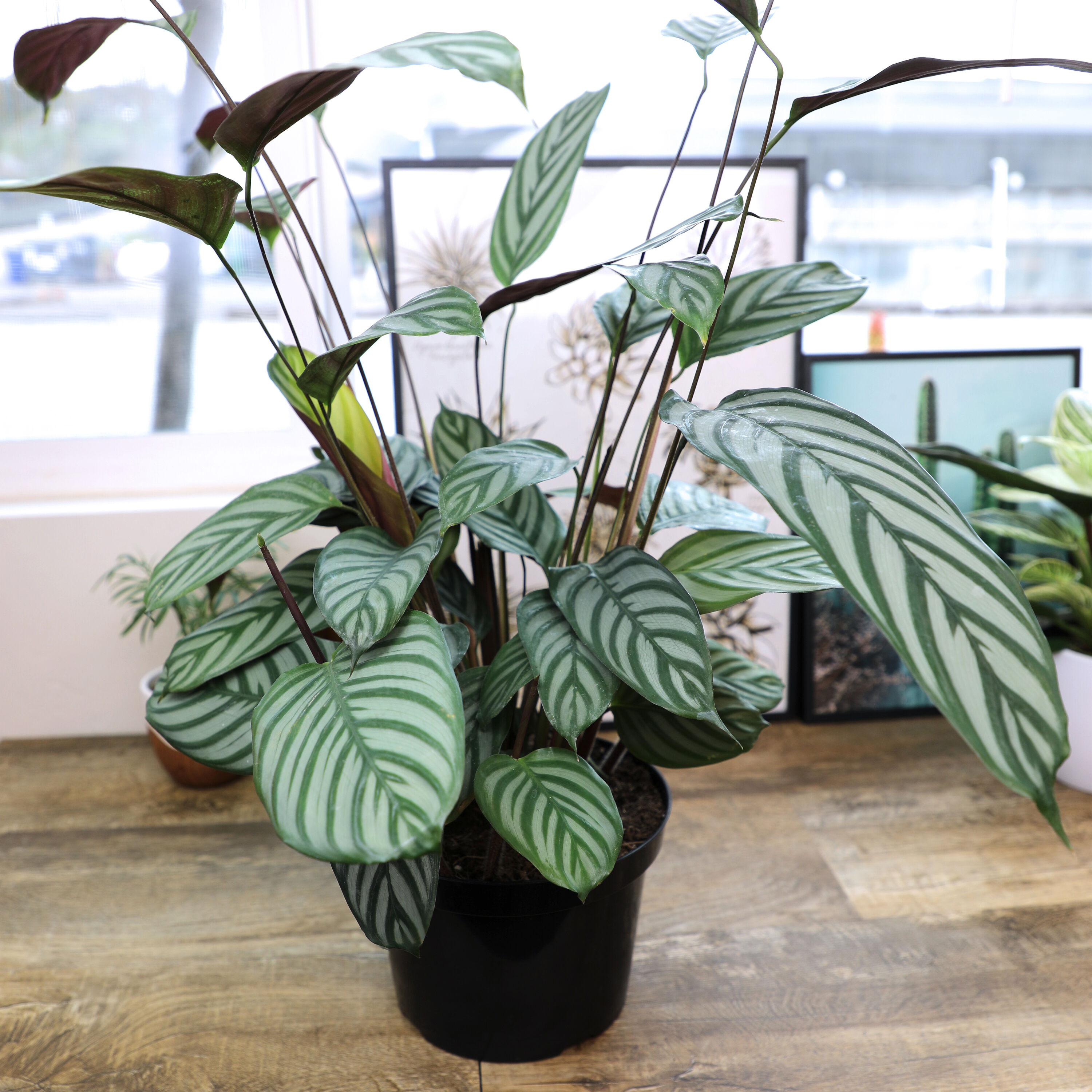 Altman Plants 0873099 hseplants - View #7