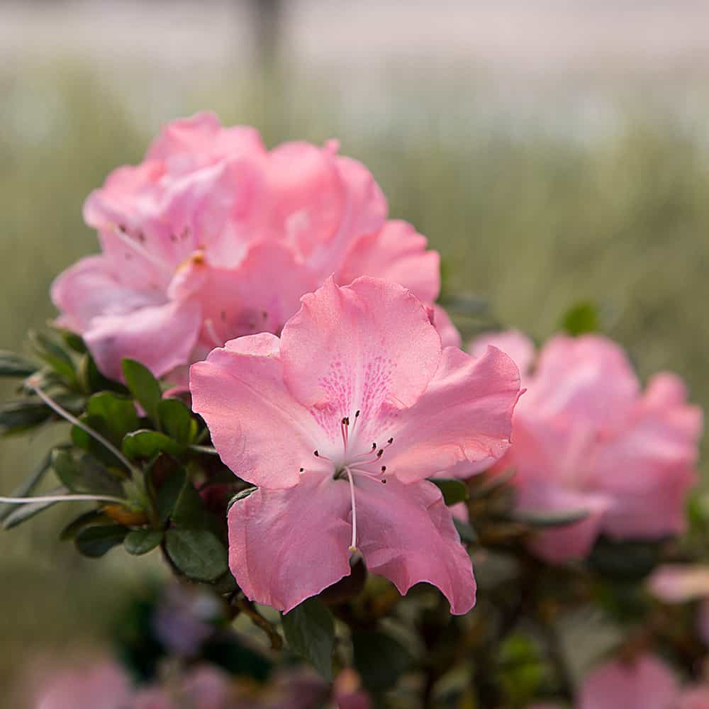 Encore Azalea 80591-1 Autumn Debutante Azalea Flowering Shrub in 1 -Gallon Pot 1 -Pack with Pink Blooms