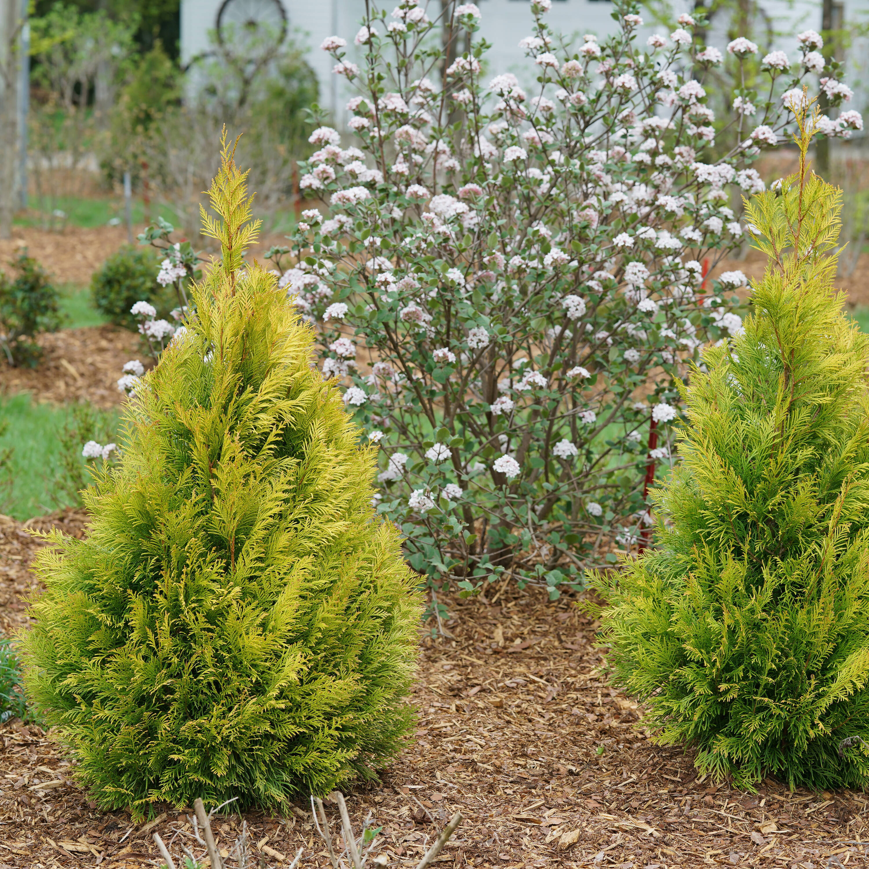 5-Foot Golden Thuja Plicata Evergreen Shrub