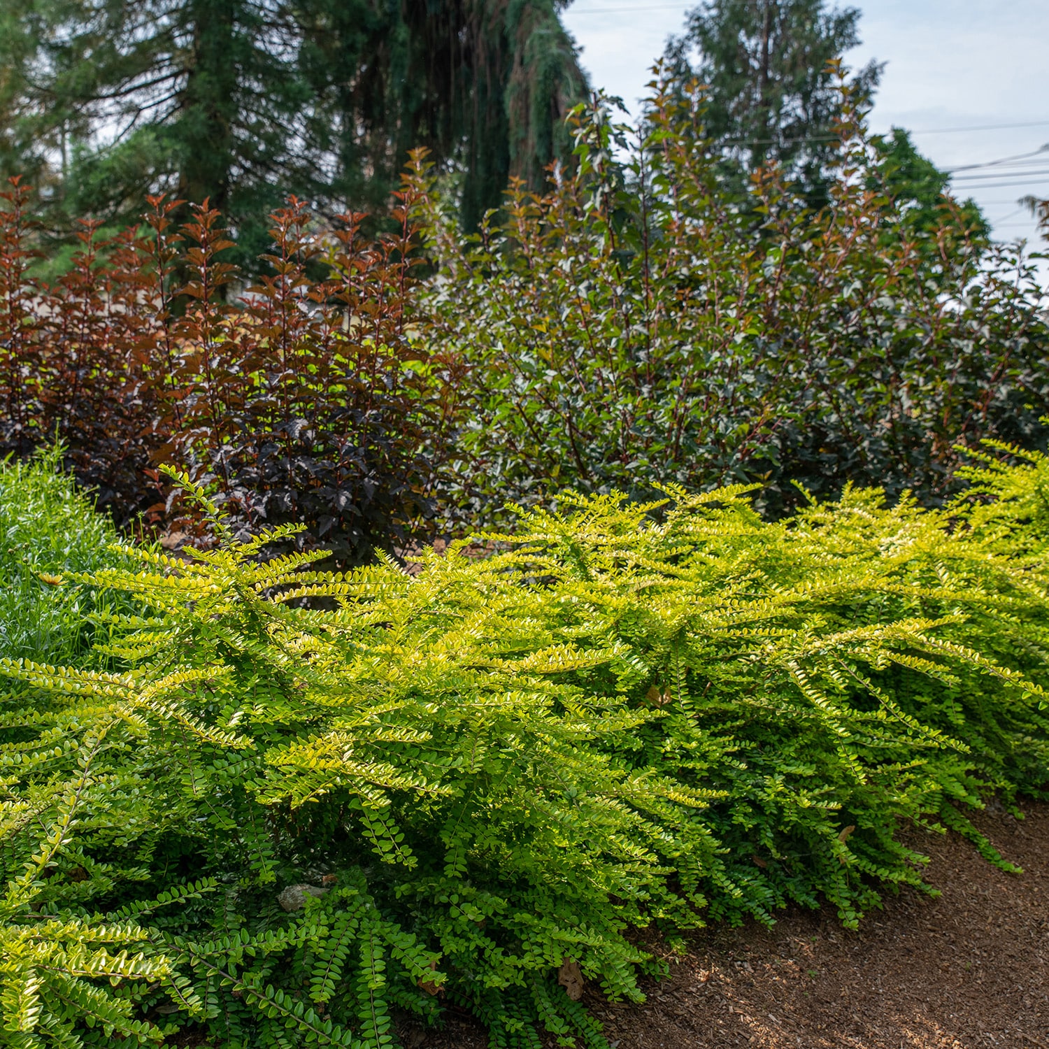 Direct Gardening 2 -Gallon Thunderbolt Honeysuckle Bush Broadleaf ...