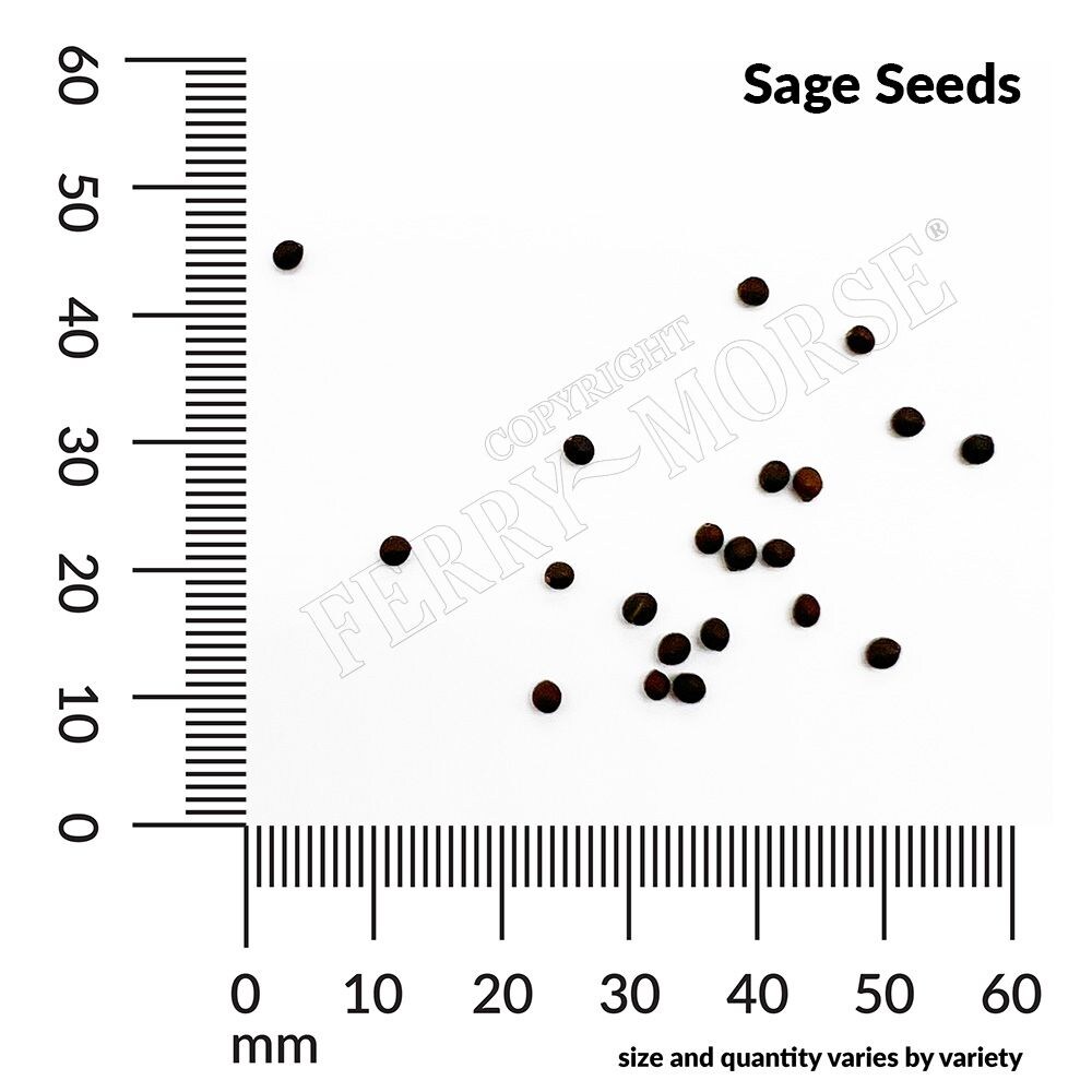 Ferry-Morse LC25.1370 Vegetable-Herb-Seeds - View #4