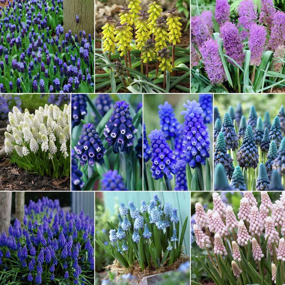  87071 100-Count Fragrant Grape Hyacinths For Collectors Bulbs