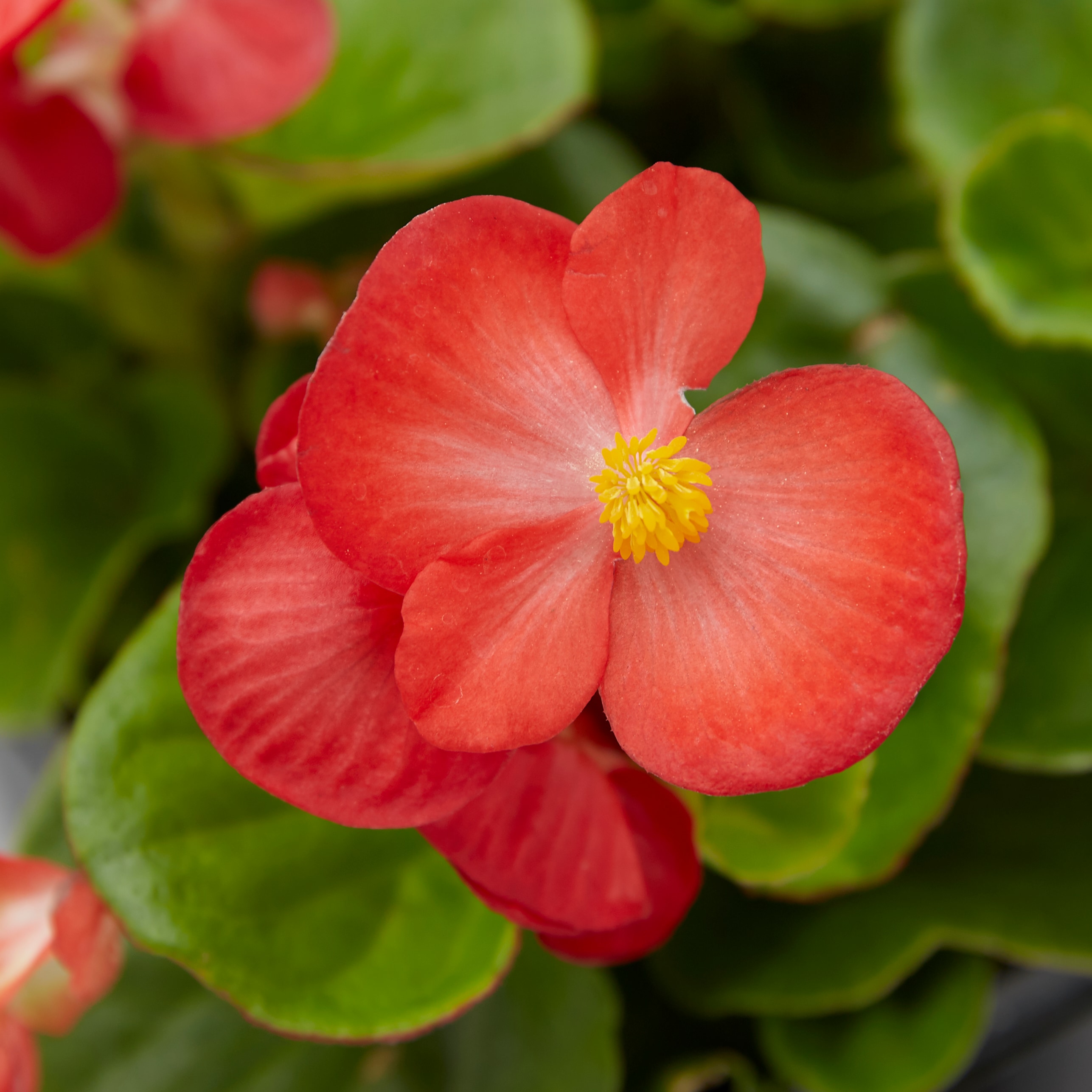 Metrolina Greenhouses 4939 annuals - View #2