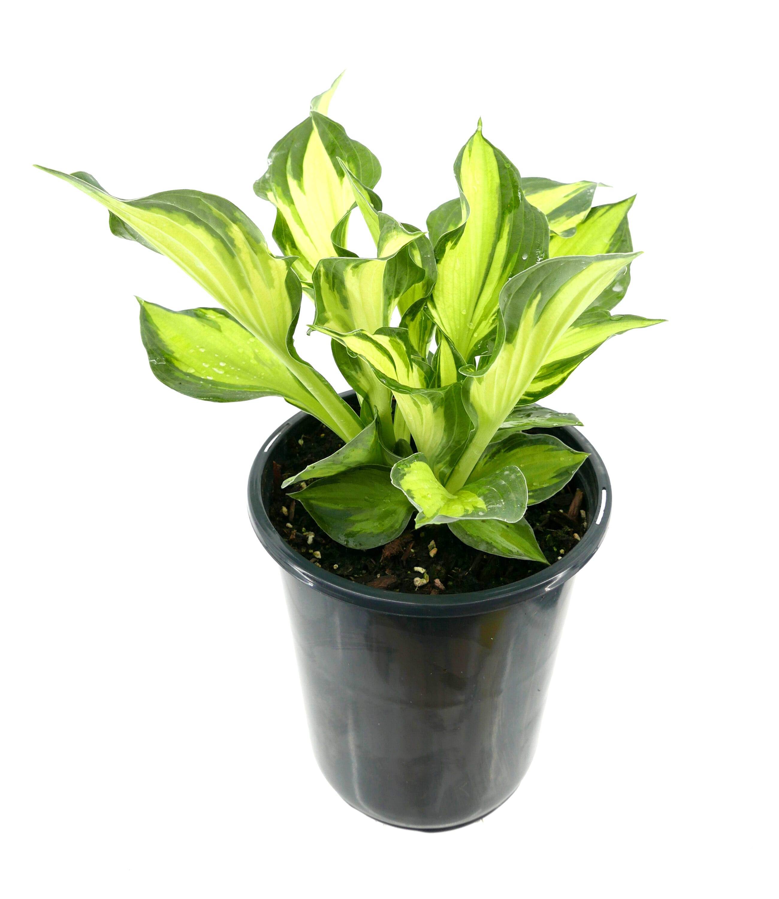 1408 White Plantain Lily Plant in -Quart Pot 1.0 -Pack