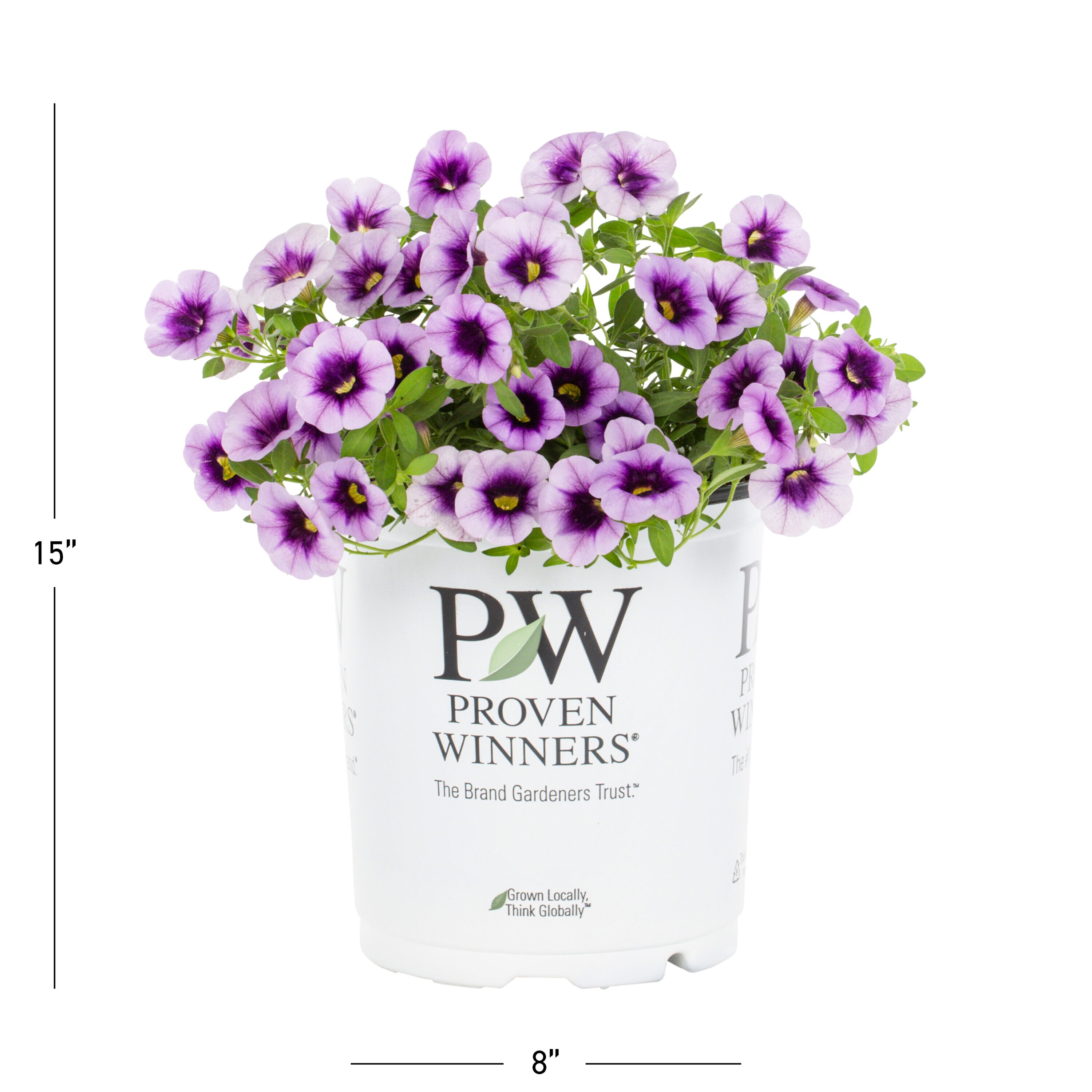 Proven Winners 4895 annuals - View #3