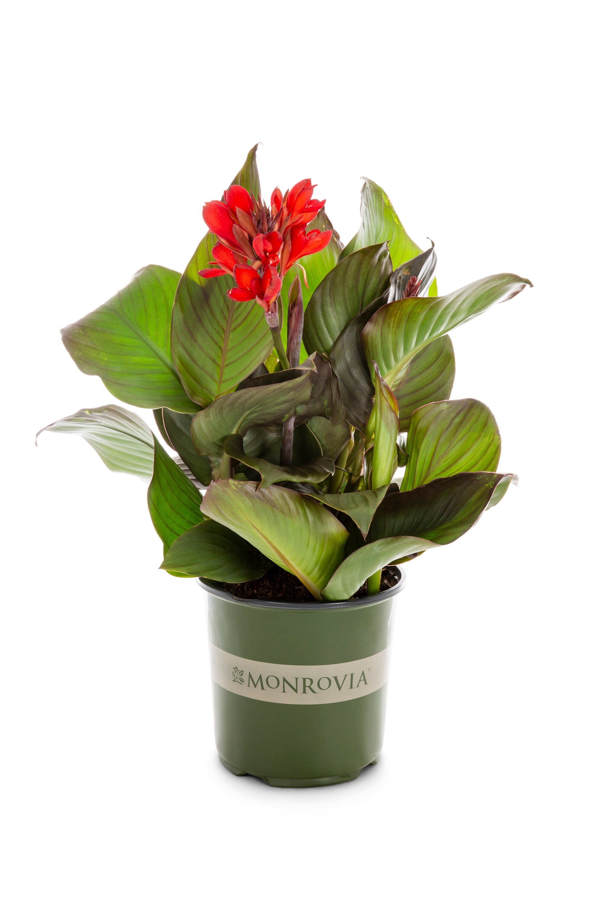 Monrovia Red Cannova Bronze Scarlet Canna Lily Plant in 1.73