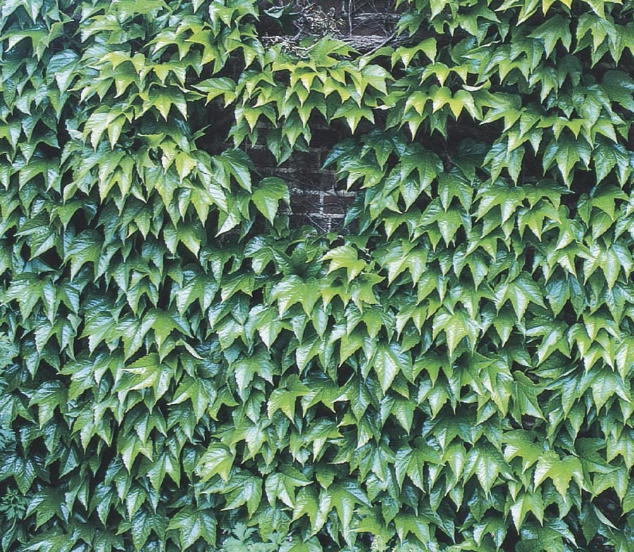 Lowe's Boston Ivy (L5318) in the Vines department at
