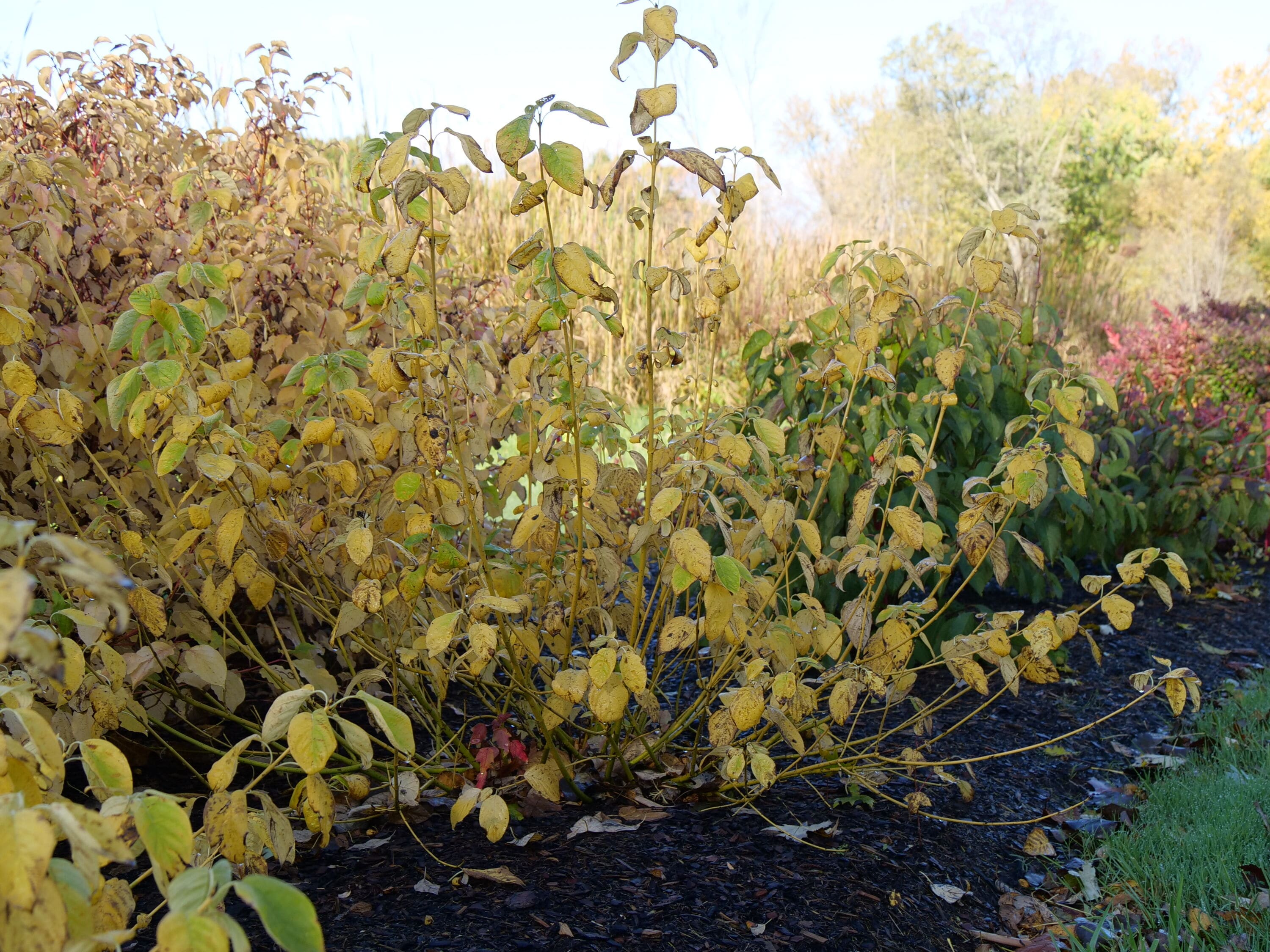 Proven Winners COUPRC1117800 shrubs - View #2