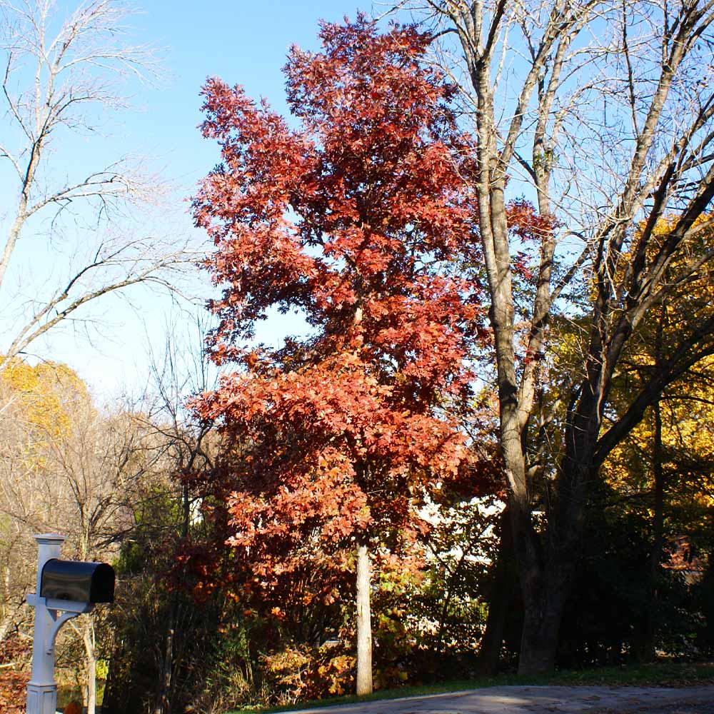 Brighter Blooms 10601 trees - View #3