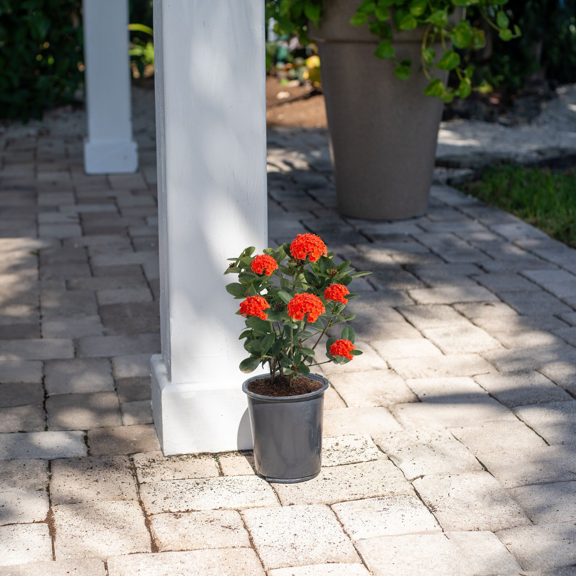 Costa Farms M-IMI-G-POT-01-LW shrubs - View #4