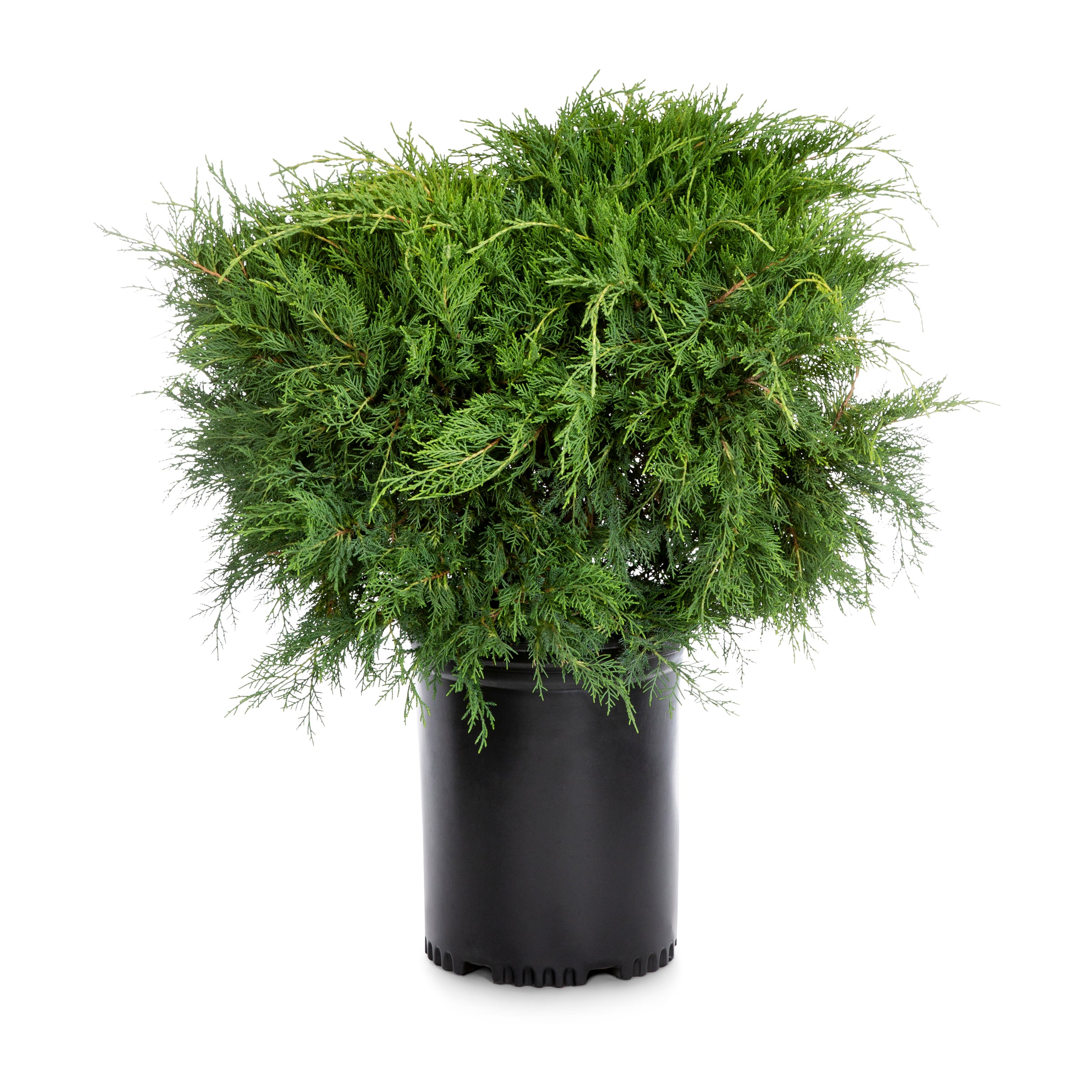 Lowe's Old Gold Juniper Shrub in 3.58-Gallon at Lowes.com